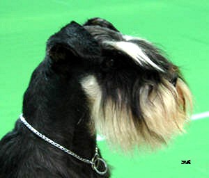 Sky11