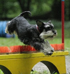 Sky-Agility10