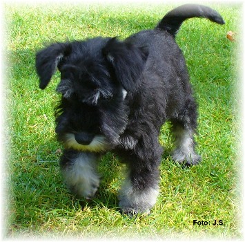 Hund-Leeloo