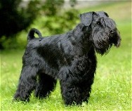 Hund-Dexter v.d.K�nigsgrube