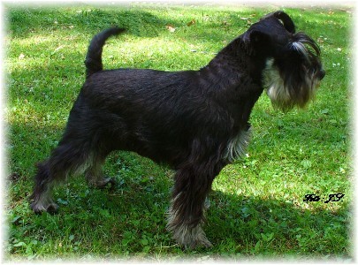 Hund-Skady
