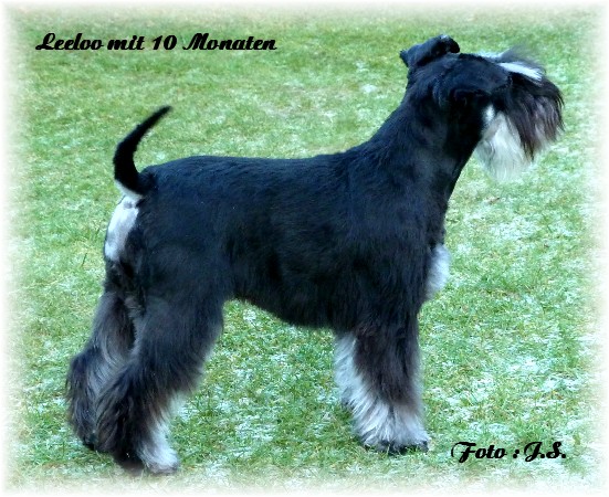 Leeloo mit 10 Monaten